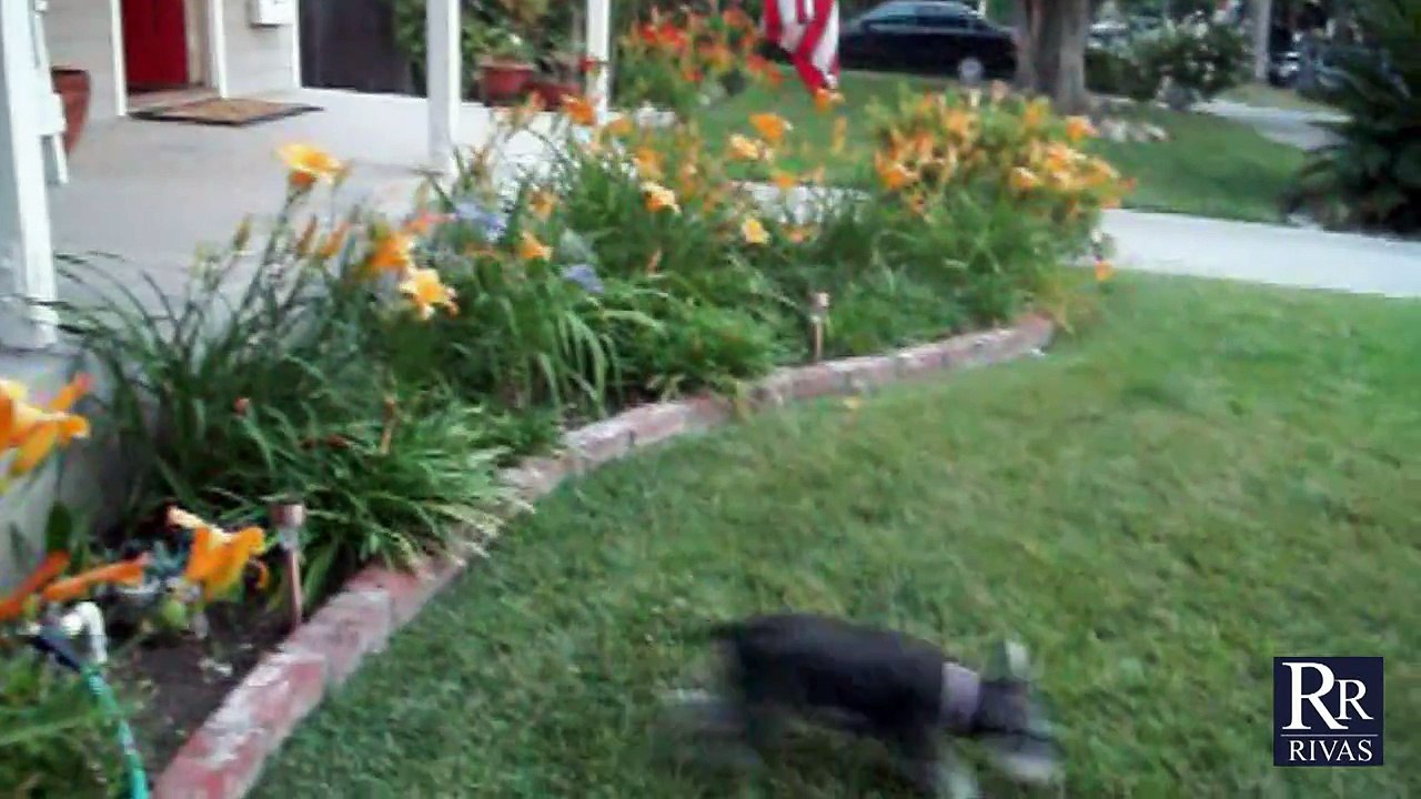 A SCHNAUZER SYMPHONY 2: DANCING, HOWLING, CRAZY FUNNY DOGS