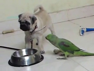 parrot  & pug