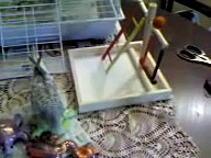 Cockatiel playground