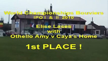 Bouvier des Flandres Othello Amy v Caya's Home