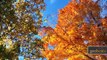 Fall Foliage (Autumn Travel) - Litchfield Hills, Connecticut