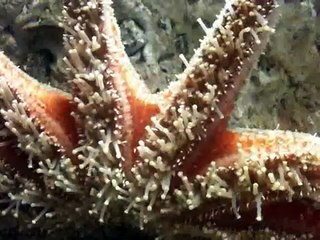 Sunflower Star Going for a Walk