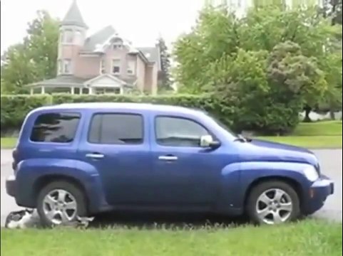 Прикол Кот и собака против оленя Смешные приколы с собаками1