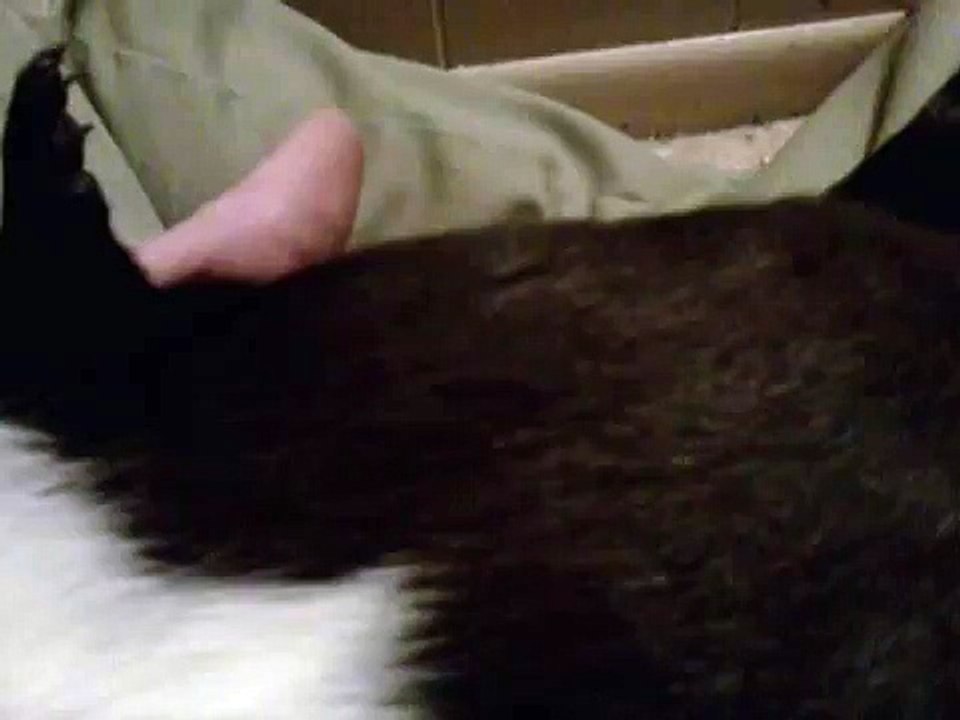 Guinea pig babies visibly moving around inside of pregnant mom