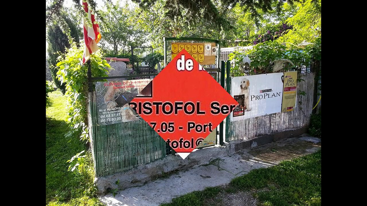 élevage basset fauve de Bretagne de la font de l'Arca