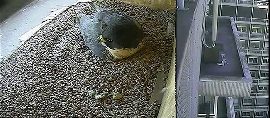 'time lapse' pigeons after Charlie goes for intruder