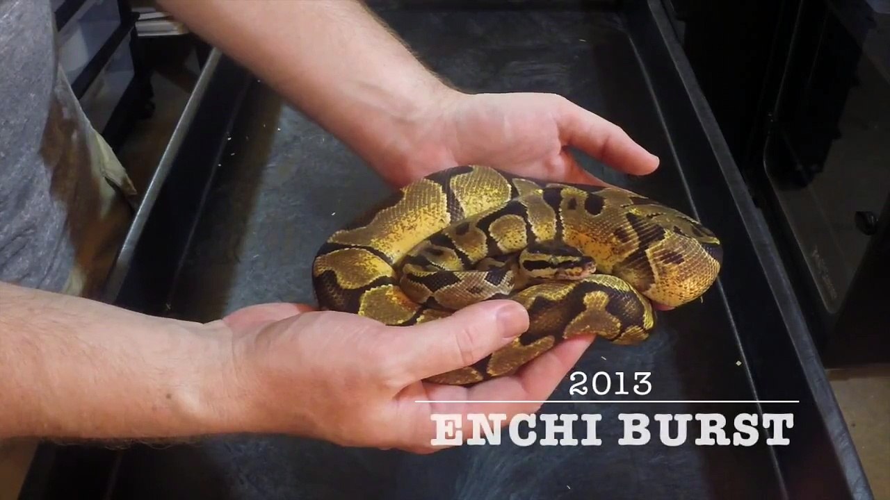Ball Python Update 5-4-14