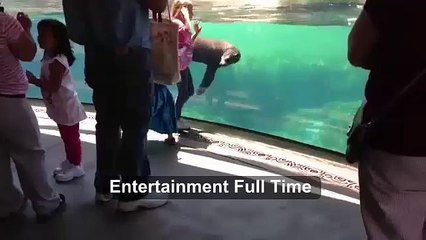 Little Girl and Sea Lion play tag. Sea Lion worried about Little Girl. ORIGINAL VIDEO
