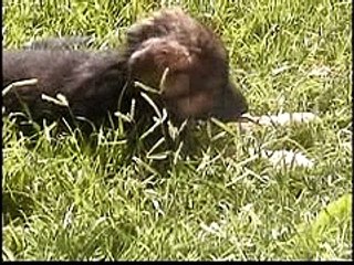 Roxy the German Shepherd Puppy II