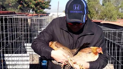 Seleccionando Gallinas Kelso "Ridgerunners" Directas de Charles Greer