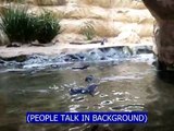 Penguins at the Sydney Aquarium - Closed Captions for the Deaf Community