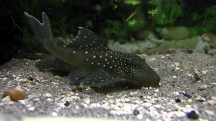 L128 Blue Phantom Pleco / Hemiancistrus sp.