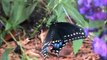 Monarch butterfly, Giant Swallowtail butterfly, black swallowtail butterfly