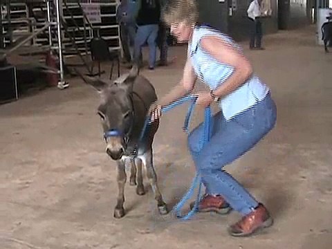 donkeys and mules: what's the difference?