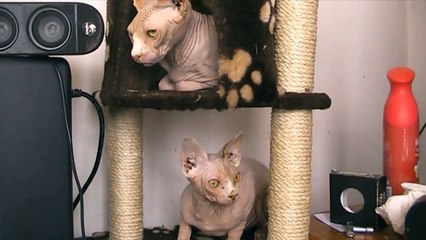 Sphynx Cats
