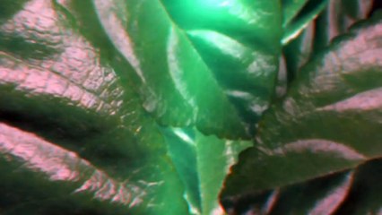 After Effects Project Files - Leaves Opener - VideoHive 10506916