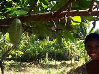 PNG Paradise Slideshow - Music: O-Shen - Love Song (Mi Laik Kam )