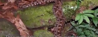 snake attack black mamba vs king cobra king best animals 2015