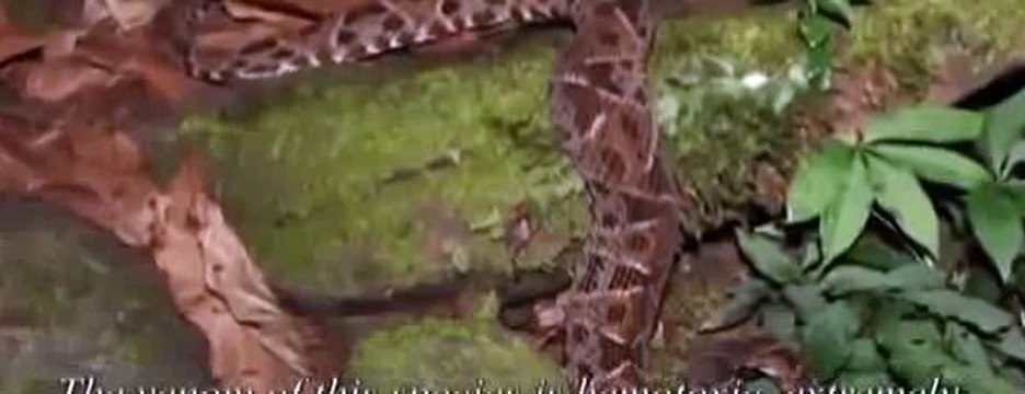 snake attack black mamba vs king cobra king best animals 2015