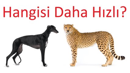 Çita Ve Dünyanın En Hızlı Köpeği