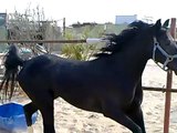 المشهر حصان اسود