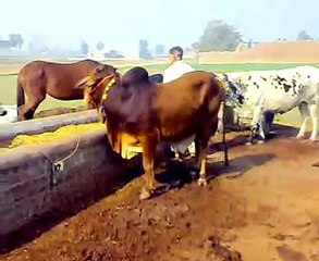 horses and cattles at syeds dera kamoke pakistan