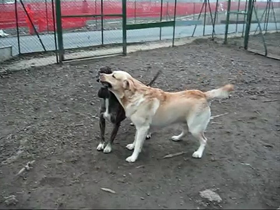 labrador vs pitbull (GIOCANO)