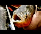 Piranha Attack in Argentina Leaves 70 people badly injured I VİDEO