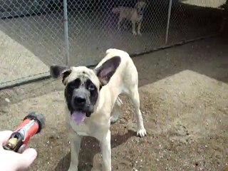 Dog Tortured ** EXTREMELY GRAPHIC **