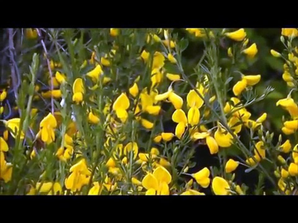 Case Example of the Invasive Species Scotch Broom