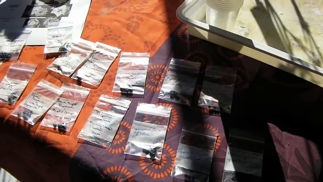 Comment semer des graines d'hémérocalles (hemerocallis daylily seeds)