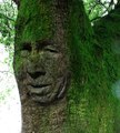 Photoshop Tutorials Photo Effects-Carve a Face into a Tree