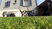 Slow Motion Snoopy - Dcagg (Jack russel in 120 fps)