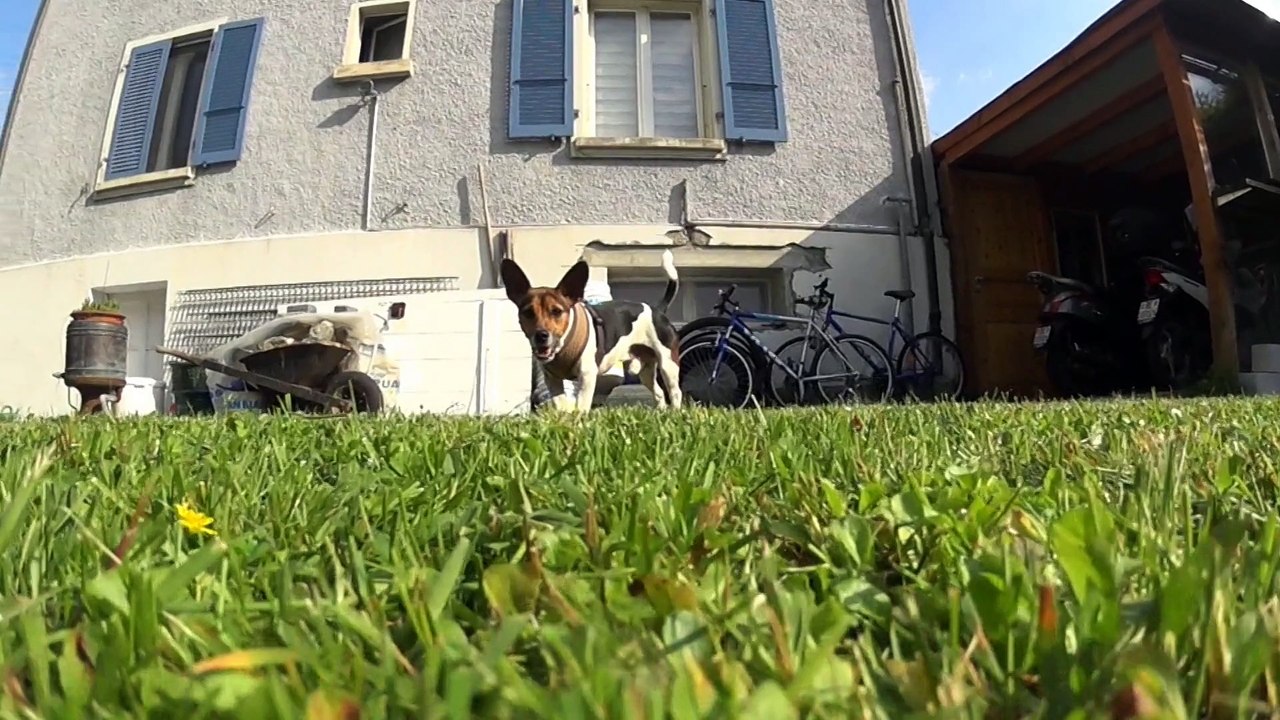 Slow Motion Snoopy - Dcagg (Jack russel in 120 fps)