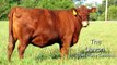 Cattle Breeds in the UK : COWS