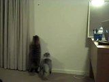 Two Siberian Cats vs Cockroach