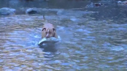 Dog's fishing catching HUGE fish