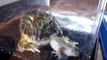 Ceratophrys Ornata Horned Frog eats frog 鐘角蛙食蛙