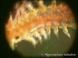 Polychaeta - Merkwürdige Würmer