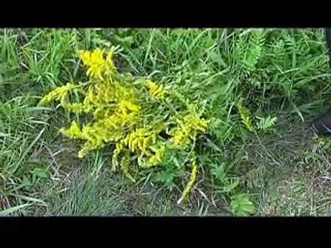 Hafiz & Devyani Ali - Afghan music - Afghani song - Kabul ta maza