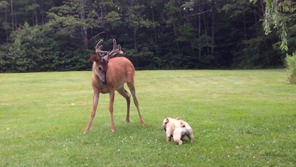 Французский бульдог и олень
