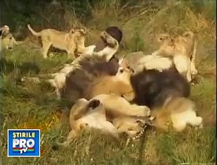 Unbelievable !Absolute friendship betweena man and 38 lions!