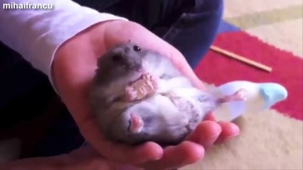 Tiny Hamsters Eating On Their Backs Compilation 2015