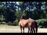 Blind Horse Jumping - Dogwood Lane Horse Sanctuary