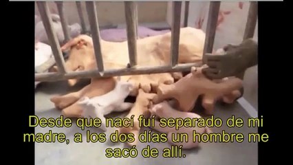 Gestación de cerdos en jaulas