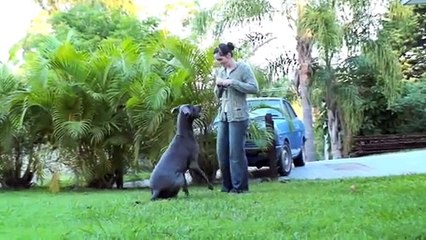 Luna the Great Dane doing some training