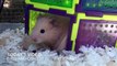 Pros and Cons of Owning a Hamster