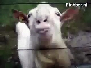 Stupid Goat Licks an Electric Fence