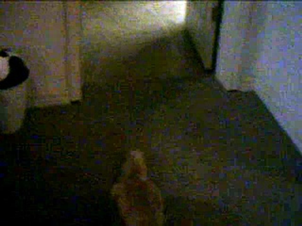 Lord Harold Scutterbotch of Creekwood: Magical Jumping Cat