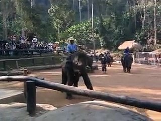 Elephant Camp, Chiang Mai, Thailand #3